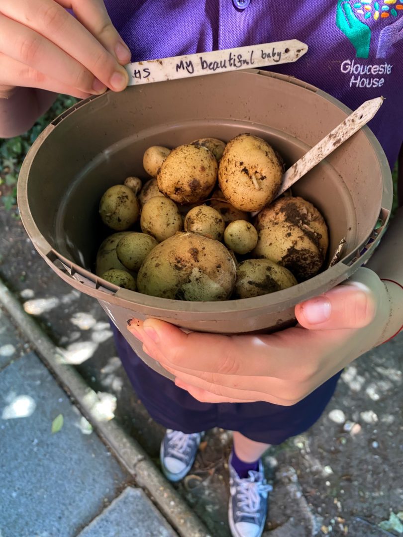 Potatoes grown by pupils